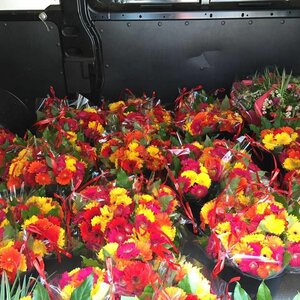 Groot in Groen image 5