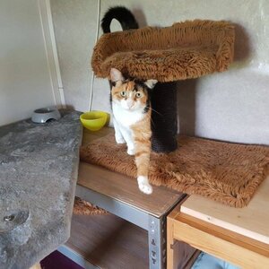 Kattenpension Wieringerwaard image 2