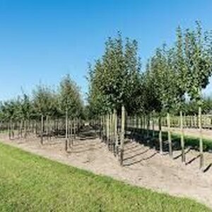 VOF Jaap Huibers image 1