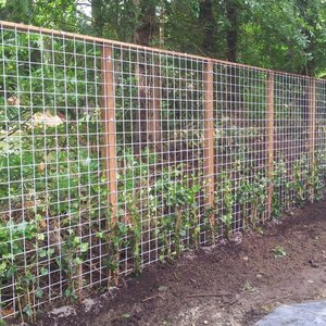 Fa. Groot tuinen image 3