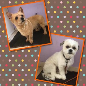 Hond en Haar image 1