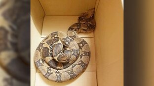 Slang gevonden in park Heerhugowaard: "Wel even schrikken"