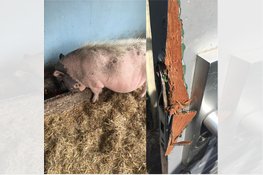 Grote schade na inbraak bij kinderboerderij en Jeu de Boules-vereniging