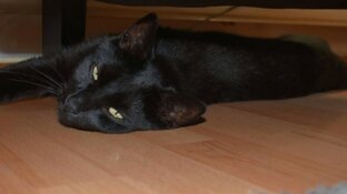 Kat Luuk mogelijk vergiftigd: "Het maakt me boos en triest"