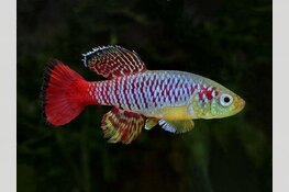 Aquariumcursus bij Hugo Aqua