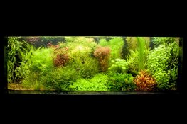 Activiteiten aquariumvereniging Hugo Aqua in september