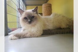 Wie herkent deze Ragdolls?