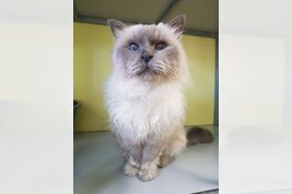 Wie herkent deze Ragdolls?