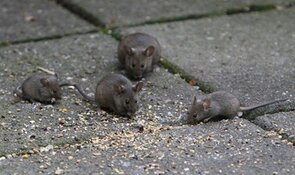 Muizenplaag in Schrijverswijk: Bewoners beginnen actie tegen Woonwaard