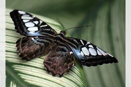 Vlindorado: Tropisch uitje in eigen land nog tot 12 november geopend