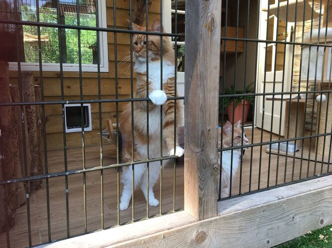 Een waar kattenparadijs bij 5* Kattenhotel In2cats