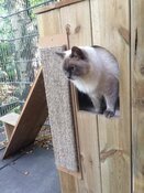 Een waar kattenparadijs bij 5* Kattenhotel In2cats