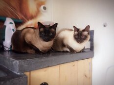 Een waar kattenparadijs bij 5* Kattenhotel In2cats