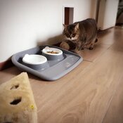 Een waar kattenparadijs bij 5* Kattenhotel In2cats