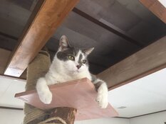 Een waar kattenparadijs bij 5* Kattenhotel In2cats