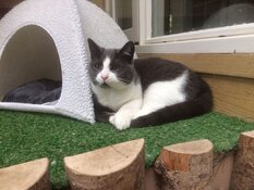 Een waar kattenparadijs bij 5* Kattenhotel In2cats