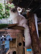 Een waar kattenparadijs bij 5* Kattenhotel In2cats