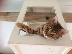 Een waar kattenparadijs bij 5* Kattenhotel In2cats