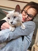 Een waar kattenparadijs bij 5* Kattenhotel In2cats