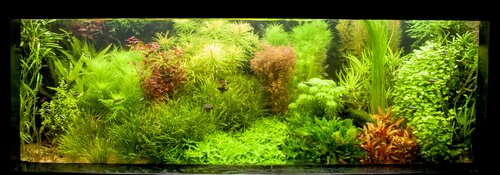 Uitslag van de aquarium- en vijverkeuring  bij Hugo Aqua