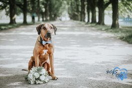 Dogs-Too: Je hond op je bruiloft!