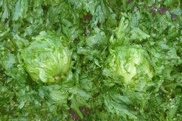 Tienduizenden euro's schade bij groentetelers door noodweer