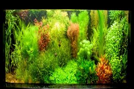 Aquariumcursus Hugo Aqua
