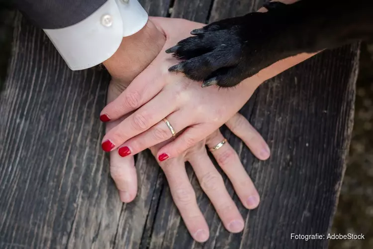 Je hond op je bruiloft?