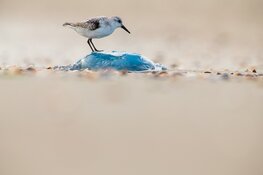 Aan zee! Ode aan de Nederlandse kust