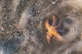 Aan zee! Ode aan de Nederlandse kust