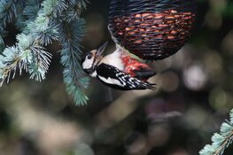 Lezing Vogels rond het huis