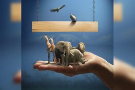 Filmavond Zin in Heerhugowaard in het teken van 75 jaar vrijheid