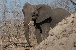 Dierenleven in de wildparken van Zuid-Afrika