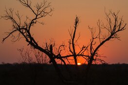 Dierenleven in de wildparken van Zuid-Afrika