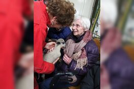 Lammetjes kijken met dementerenden