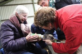 Lammetjes kijken met dementerenden