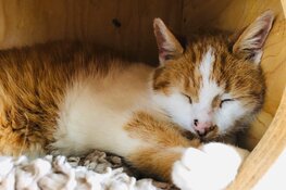 Vier kattenhotels in Noord-Holland slaan de handen ineen voor Coronapatiënten en zorgverleners