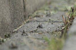 Paddenregen treft Waardse woonwijk: "Duizenden, we moesten ze bij de drempel tegenhouden"