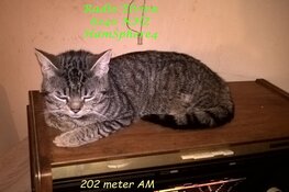Programma uitbreiding Radio Elvira 1486 KHZ