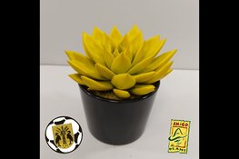 Reiger Boys zet vrijwilligers in het zonnetje op Nationale Vrijwilligersdag