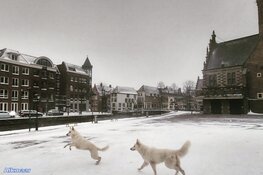 Winterse zondag in beeld