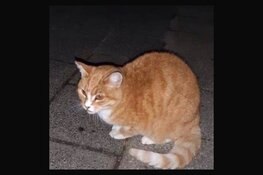 Jongen (15) en vader melden zich op politiebureau na mishandeling kat