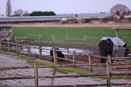 Paarden in beslag genomen na vondst dode pony