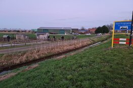 Paarden in beslag genomen na vondst dode pony