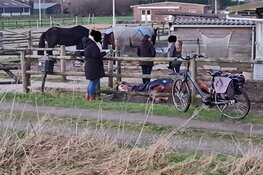 Paarden in beslag genomen na vondst dode pony