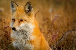 Provincie gaat wildopvangcentra meer ondersteunen