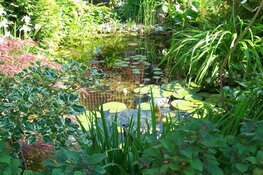 Vijvercursus 2023 bij Aquariumvereniging Hugo Aqua