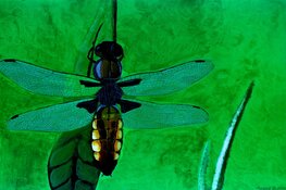 Stem op mooiste kunstwerk van Han Fortmann leerlingen