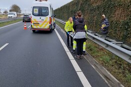 Hond aangereden op N242 bij Heerhugowaard