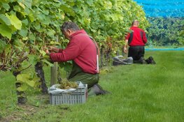 Goud en ereprijzen voor Wijndomein De Koen